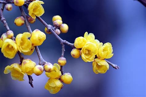 腊梅|蜡梅（蜡梅科蜡梅属植物）